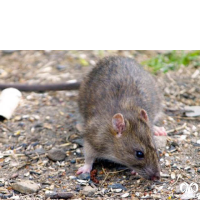 گونه موش قهوه‌ای Brown rat